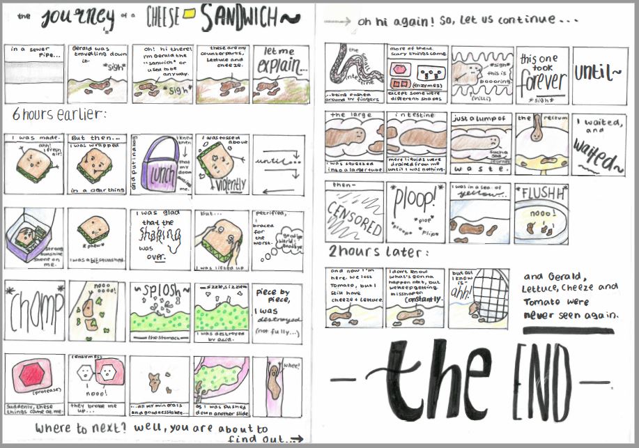 the journey of a cheese sandwich through the digestive system